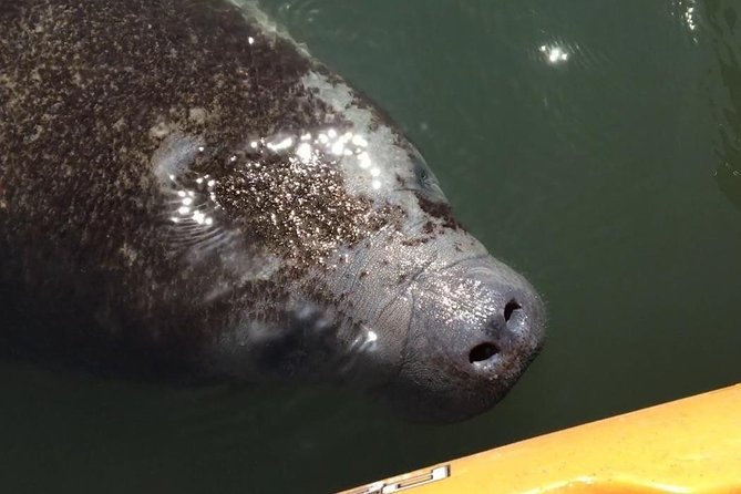 Manatee and Dolphin Kayaking Encounter - Key highlights worth planning for
