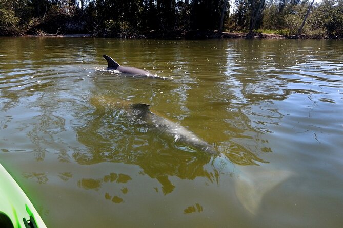 Manatee and Dolphin Kayaking Encounter - Getting to Haulover Canal Launch and what to expect for the 2-hour paddle
