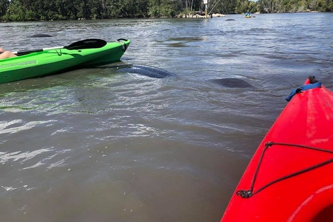 Manatee and Dolphin Kayaking Encounter - The Florida wildlife bonus: birds, jellyfish, and an occasional gator