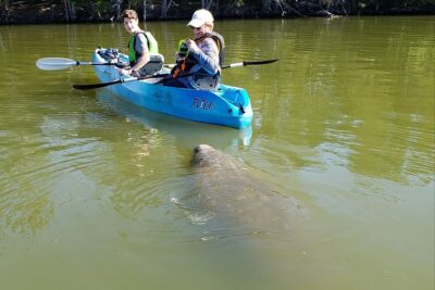 Manatee and Dolphin Kayaking | Wildlife Refuge (Titusville) - From Haulover Canal Launch to the Calm Canal System