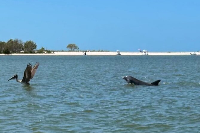 Manatee, Dolphin, and 10,000 Islands Eco Beach Tour by Boat - The Everglades cruise through mangroves and birds