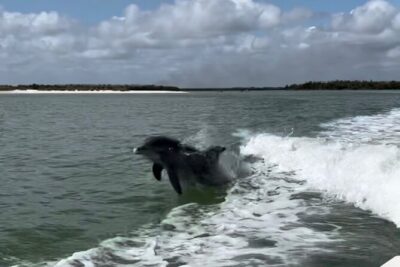 Manatee, Dolphin, and 10,000 Islands Eco Beach Tour by Boat - Stop 1 at Port of the Islands Marina: manatees up close