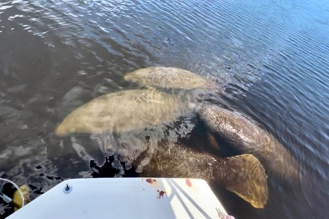 Manatee, Dolphin, and 10,000 Islands Eco Beach Tour by Boat - Ten Thousand Islands: why the beach stop is the big payoff