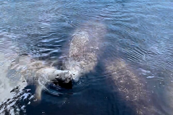 Manatee, Dolphin, and 10,000 Islands Eco Beach Tour by Boat - On board experience: polarized gear, small-group feel, and the no-toilet reality
