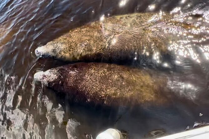 Manatee, Dolphin, and 10,000 Islands Eco Beach Tour by Boat - Price and value at $129.99: when it feels fair