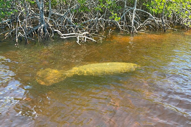 Manatee, Dolphin, and 10,000 Islands Eco Beach Tour by Boat - Who should book this Naples eco beach tour?