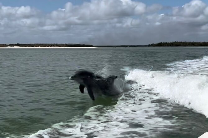 Manatee, Dolphin, and 10,000 Islands Eco Beach Tour by Boat - Stop 1 at Port of the Islands Marina: manatees up close