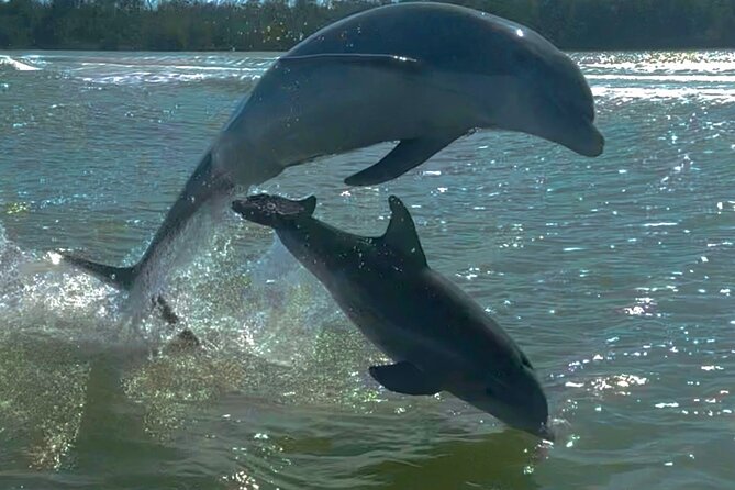 Manatee, Dolphin and 10,000 Islands Sunset Cruise! - Your 3-hour Naples sunset plan: Everglades to the 10,000 Islands