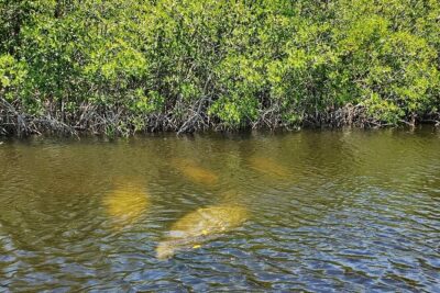 Manatee, Dolphin and 10,000 Islands Sunset Cruise! - Stop 2: Everglades National Park boat ride to the 10,000 Islands (45 minutes)