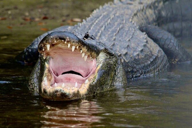 Manatee, Dolphin and 10,000 Islands Sunset Cruise! - Small group size and provided optics: why they matter