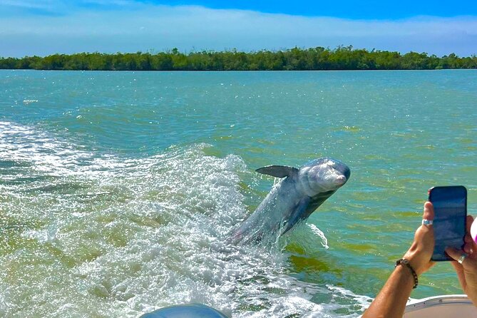 Manatee, Dolphin and 10,000 Islands Sunset Cruise! - Dolphins, manatees, and alligators: what success can look like