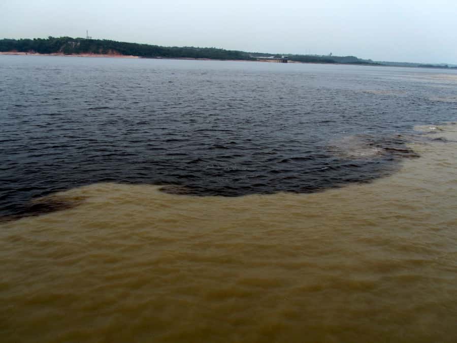 Manaus: Meeting of the Waters & Pink Dolphin Tour with Lunch - From Manaus Hotel to the Black River: How the Day Sets the Tone