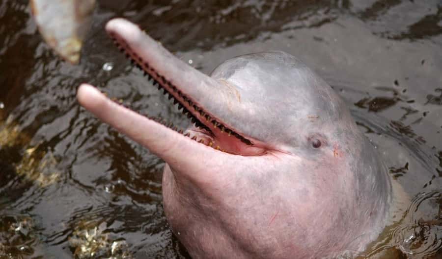 Manaus: Meeting of the Waters & Pink Dolphin Tour with Lunch - Pink Dolphin Swim: Safety, Comfort, and the Reality of a Shared Moment