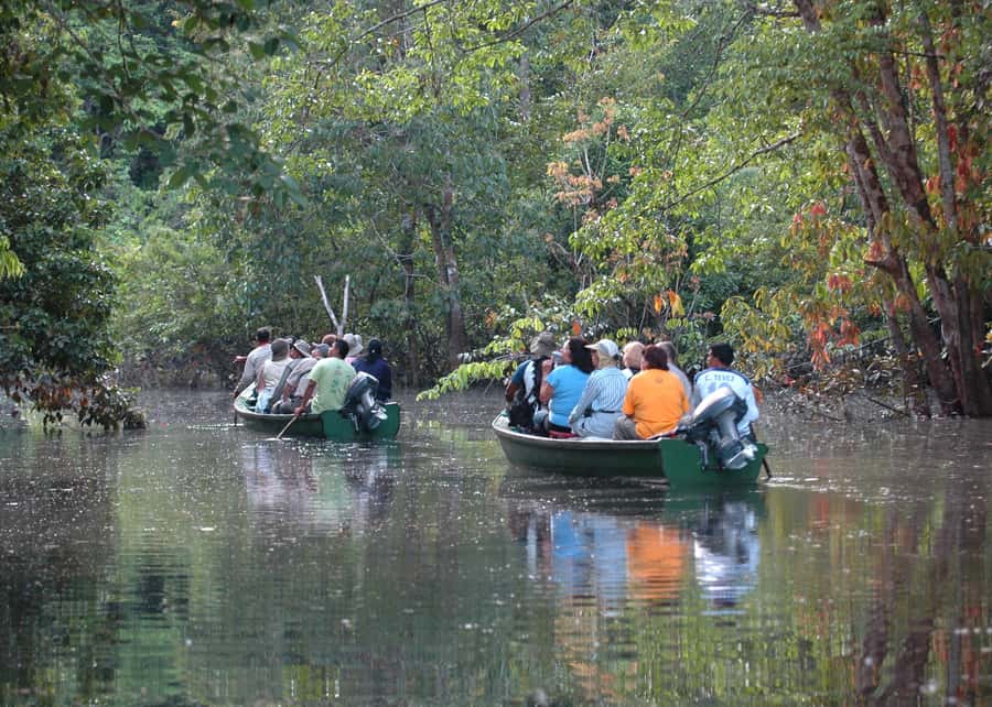 Manaus: Meeting of the Waters & Pink Dolphin Tour with Lunch - Group Size, Translation, and Guide Style: How to Get the Most