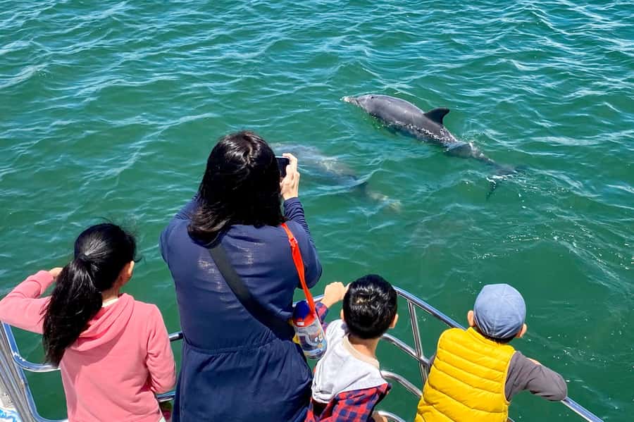 Mandurah: Dolphin and Views Cruise - Practical Tips I’d Use: How to Maximize Your Dolphin Odds