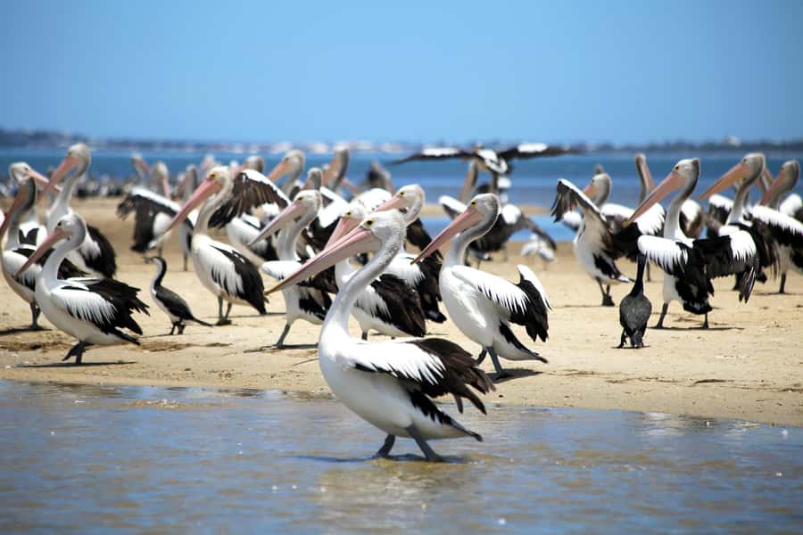Mandurah: Dolphin and Views Cruise - Where You Start: Meeting Point and Timing That Helps