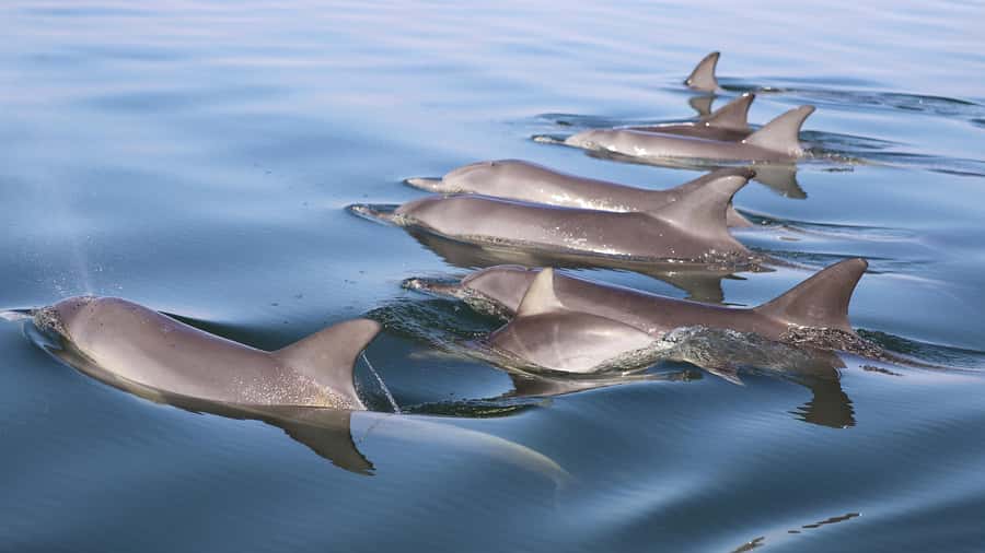 Mandurah: Dolphin and Views Cruise - Getting There Comfortably: What to Bring (and What to Skip)