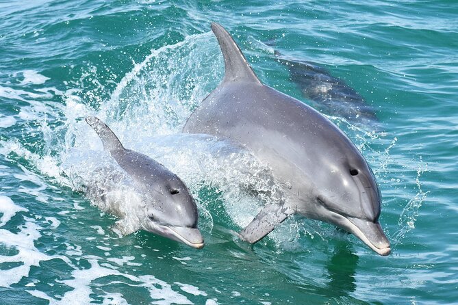 Mandurah Dolphin Cruise and Views - Key points to know before you go