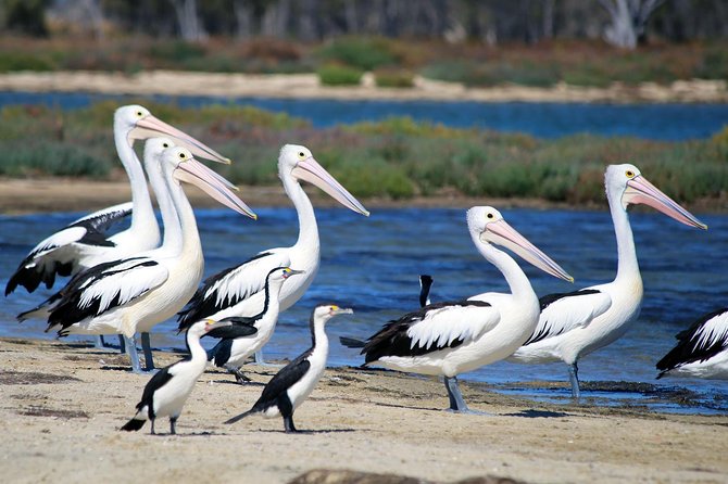 Mandurah Dolphin Cruise and Views - The canal-and-marina sightseeing circuit: Performing Arts, Mandjar Bay, Dolphin Quay, Port Bouvard