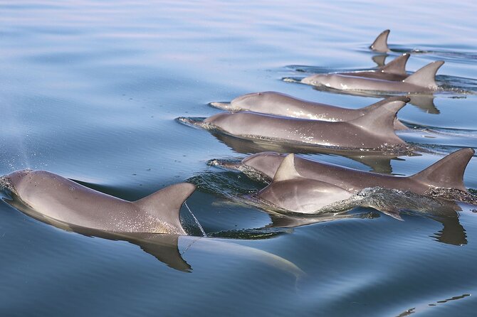 Mandurah Dolphin Cruise and Views - Morning vs afternoon cruises: choosing the right time slot