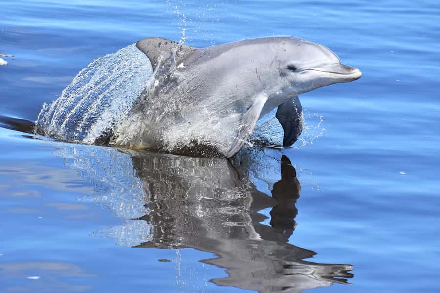 Mandurah: Dolphin & Giant Sightseeing Cruise - Food Plans: Fish-and-Chips at Cicerello’s (Optional)