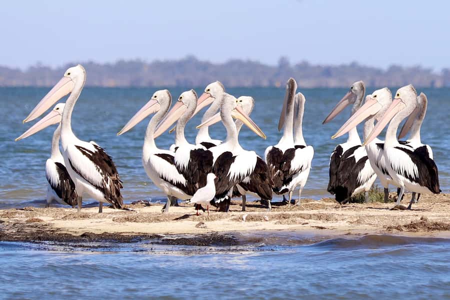Mandurah: Dolphin & Giant Sightseeing Cruise - Price and Value: What You’re Actually Paying For