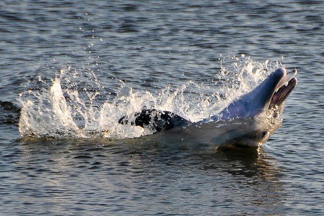 Mangrove Tunnels, Dolphins, Manatee Tour #1 Rated in Cocoa Beach - Key things I’d watch for before you book