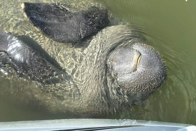 Mangrove Tunnels, Dolphins, Manatee Tour #1 Rated in Cocoa Beach - Small-group guide energy: why the names matter