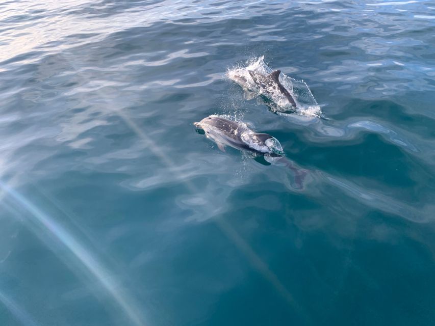 Marbella: Sailing & Dolphin Watching with Snacks and Drinks - Price and Value: What $71 Covers (and Why It Adds Up)