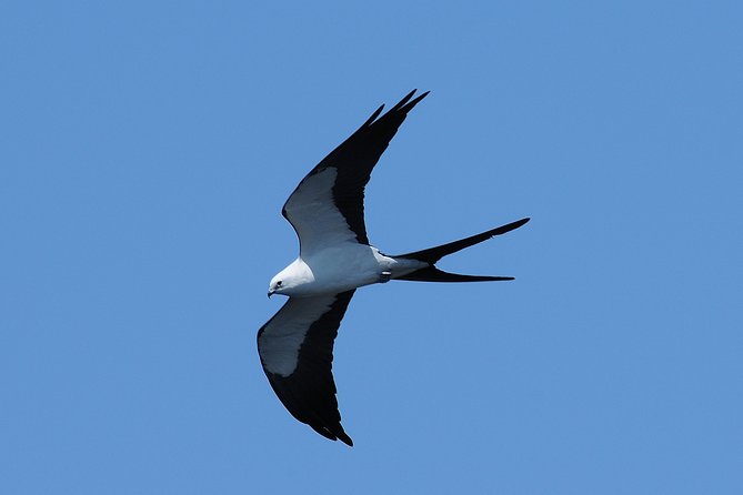Marco Island 2 hour Dolphin, Birding and Shelling tour - Certified Naturalist Guide and Small Group Size: Why It Feels Personal