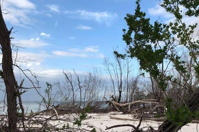 Marco Island 2 hour Dolphin, Birding and Shelling tour - Price, Parking, and What to Pack for $99.95