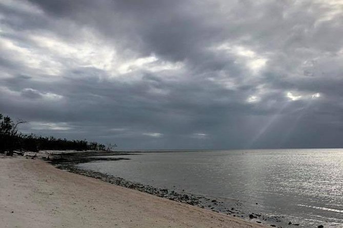 Marco Island 2 hour Dolphin, Birding and Shelling tour - Weather, Timing, and Expectations for Dolphin Sightings