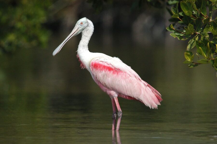 Marco Island: 2-Hour Dolphin, Birding, and Shelling Tour - What to Pack (and what matters once you hit the beach)
