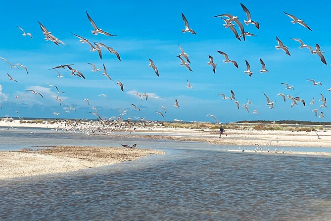 Marco Island and 10,000 Islands Sightseeing with Dolphin Tour - Dolphins up close: how this tour delivers the main event