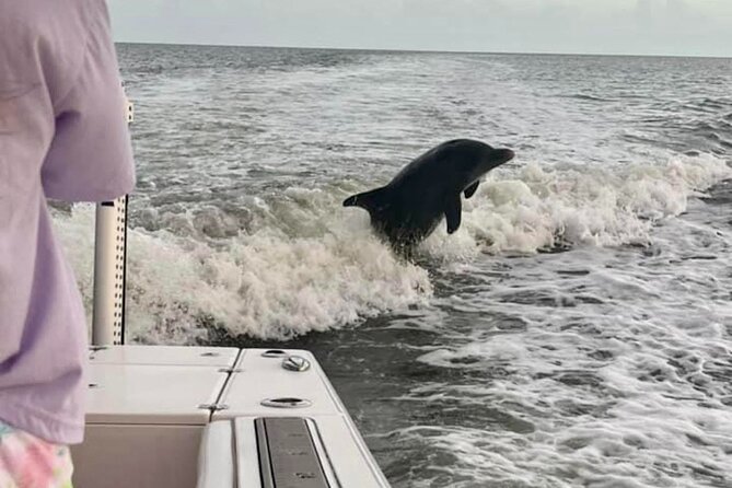 Marco Island Dolphin & Eco Tour – Private 2 Hour Wildlife Cruise - What you’ll see on the wildlife cruise segment