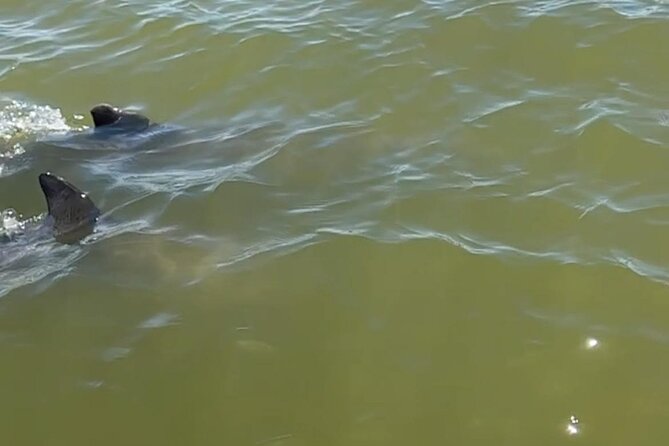 Marco Island Dolphin & Eco Tour – Private 2 Hour Wildlife Cruise - The beach stop: shelling, photos, and shallow-water options