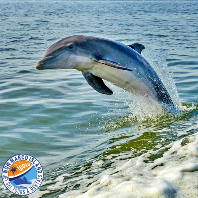 Marco Island: Dolphin Jet Ski Tour - Meeting at 750 Palm Point Dr and the safety briefing that matters