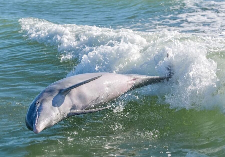 Marco Island: Dolphin, Shelling, Beach & Ten Thousand Island - Key Takeaways Before You Go