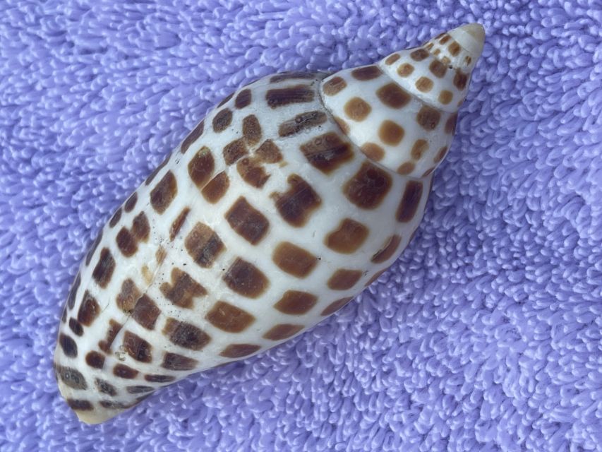 Marco Island: Dolphin, Shelling, Beach & Ten Thousand Island - What’s Included: The Stuff That Actually Saves You Effort