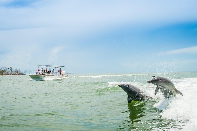 Marco Island Dolphin Sightseeing Tour - Key things that make this tour worth your time