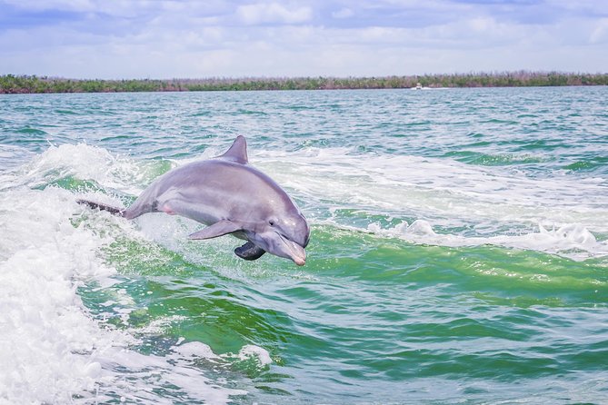 Marco Island Dolphin Sightseeing Tour - What’s actually included on the boat (and why that’s good value)