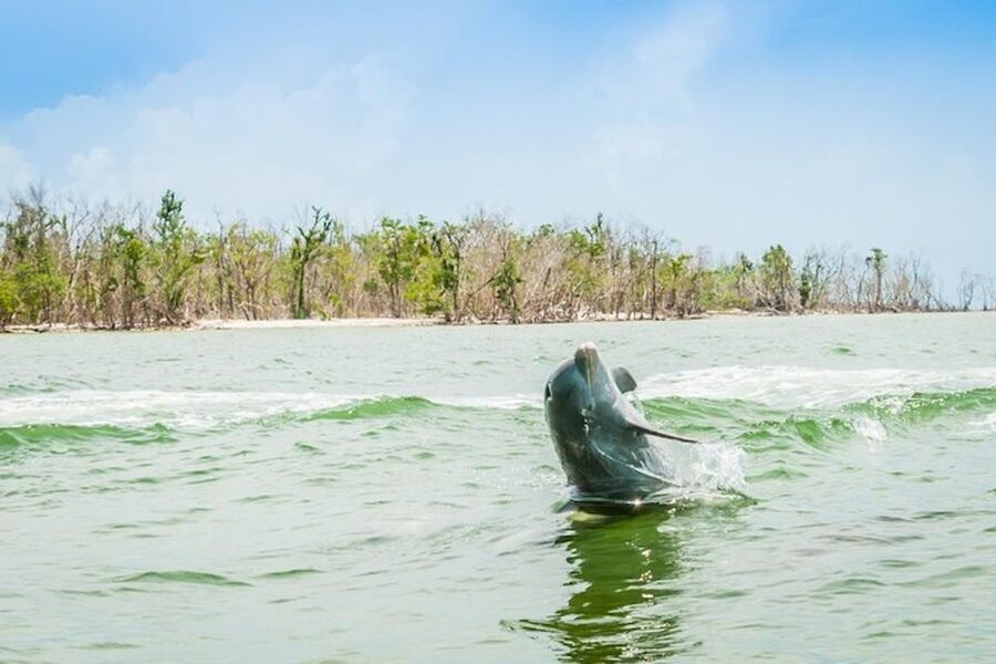 Marco Island: Dolphin-Watching Boat Tour - Goodland docks, quick check-in, and what kind of ride this is