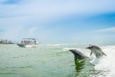 Marco Island: Dolphin-Watching Boat Tour - Dolphins are the main act, and the guarantee changes the odds