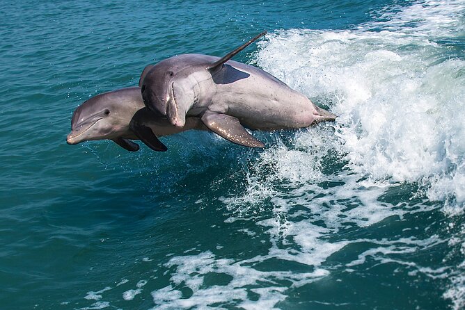 Marco Island Dolphin Watching & Tubing Adventure - Dolphin-watching that feels like wildlife time, not a show
