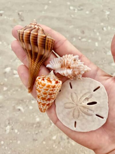 Marco Island: Private Shelling & Dolphin Excursion - How the Dolphin and Wildlife Watching Actually Works