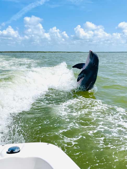 Marco Island: Private Shelling & Dolphin Excursion - What You Get on Board (And What You Don’t)