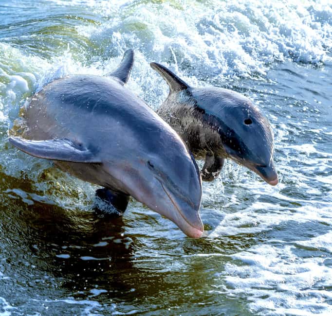 Marco Island: Private Shelling & Dolphin Excursion - How the Guides Make the Difference (Matt, Nick, Tyler, Jeff, Derek)