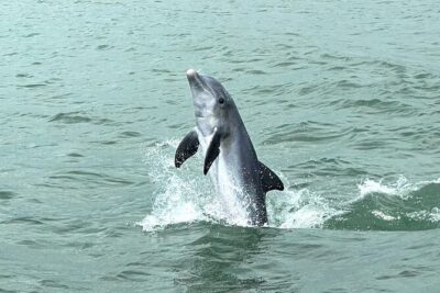 Marco Island Private Tubing, Dolphin Watching and Shelling Tour - Dolphins and Wildlife: What the Cruise Is Really Like