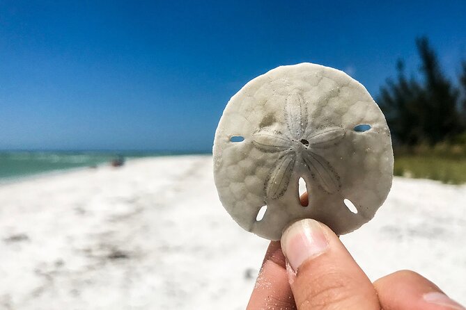 Marco Island Private Tubing, Dolphin Watching and Shelling Tour - Why This Tour Feels Private (Even When You Share the Boat)