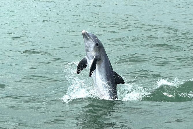 Marco Island Private Tubing, Dolphin Watching and Shelling Tour - Dolphins and Wildlife: What the Cruise Is Really Like